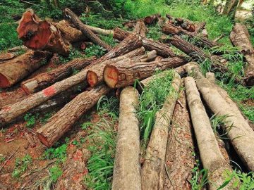 آغاز  پایش تصویری  پارک‌جنگلی کردکوی