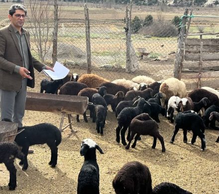 دامداران کوهستانی نگران تامین خوراک دامها در فصل سرد نباشند