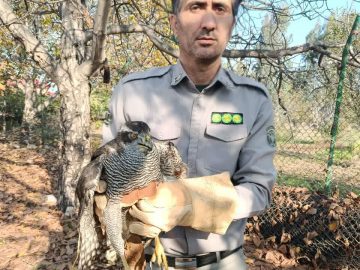 تحویل یک قطعه پرنده وحشی