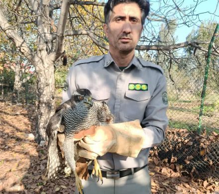 تحویل یک قطعه پرنده وحشی