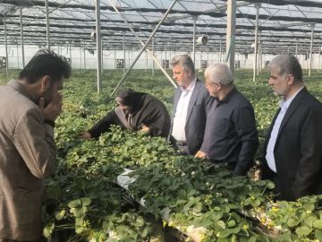 بازدید معاون اقتصادی استاندار گلستان از شهرستان کردکوی